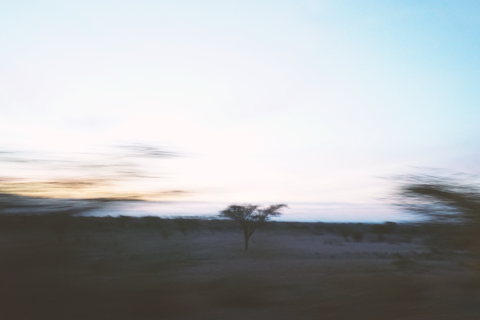 An acacia tree on the Kakuma plain at dusk.